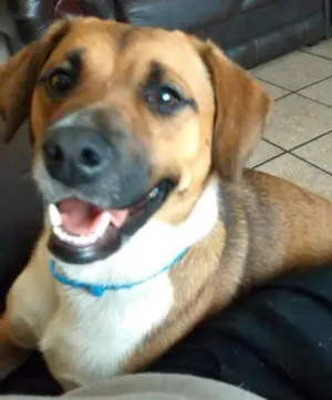 Cachorro raça SRD idade 1 ano nome Hanna