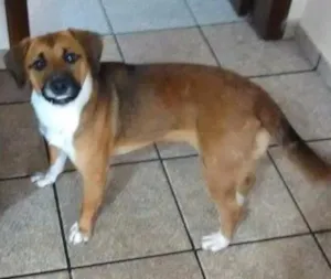 Cachorro raça SRD idade 1 ano nome HANNA