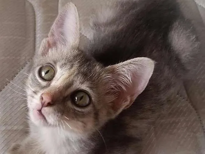 Gato ra a SRD idade Abaixo de 2 meses nome costelinha
