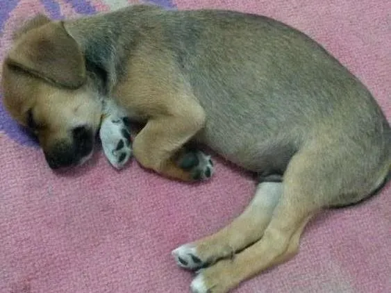 Cachorro ra a basset idade Abaixo de 2 meses nome Sem nome