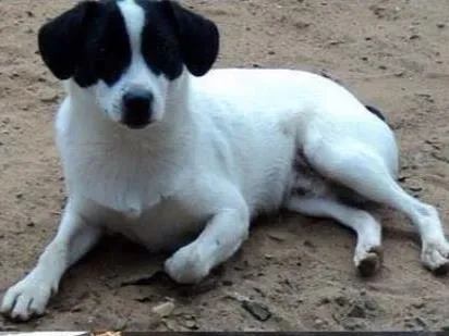 Cachorro ra a Fox idade 3 anos nome Melina e pirata
