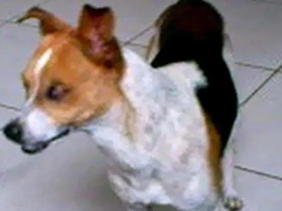 Cachorro ra a Fox Paulistinha idade 6 ou mais anos nome Bolinha