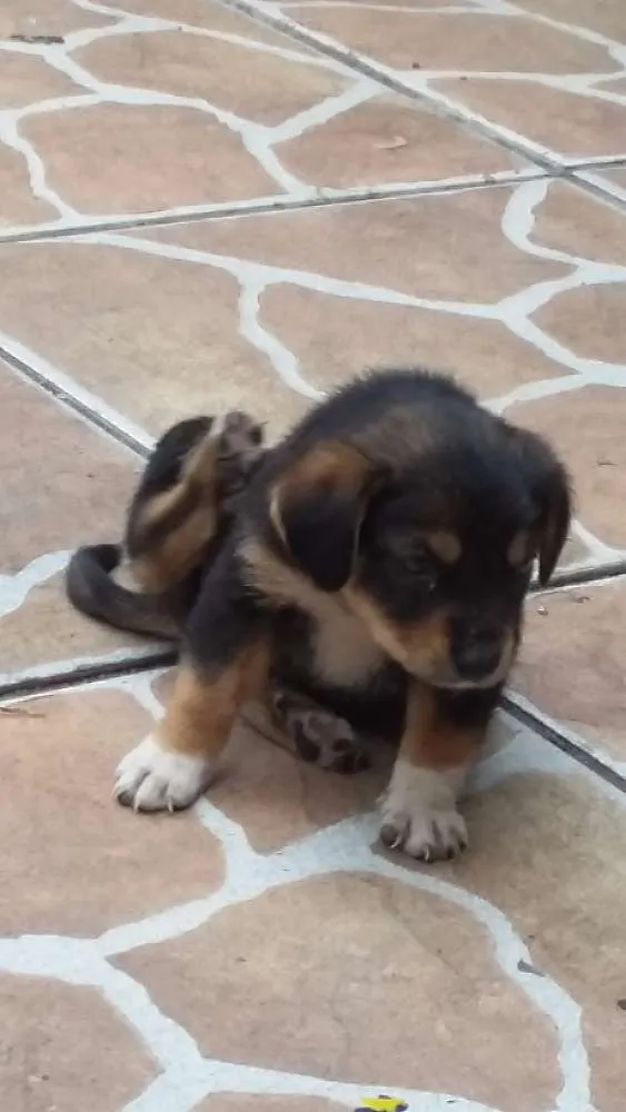 Cachorro ra a Indefinida idade Abaixo de 2 meses nome Preta e dudu