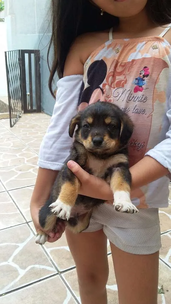 Cachorro ra a Indefinida idade Abaixo de 2 meses nome Preta e dudu