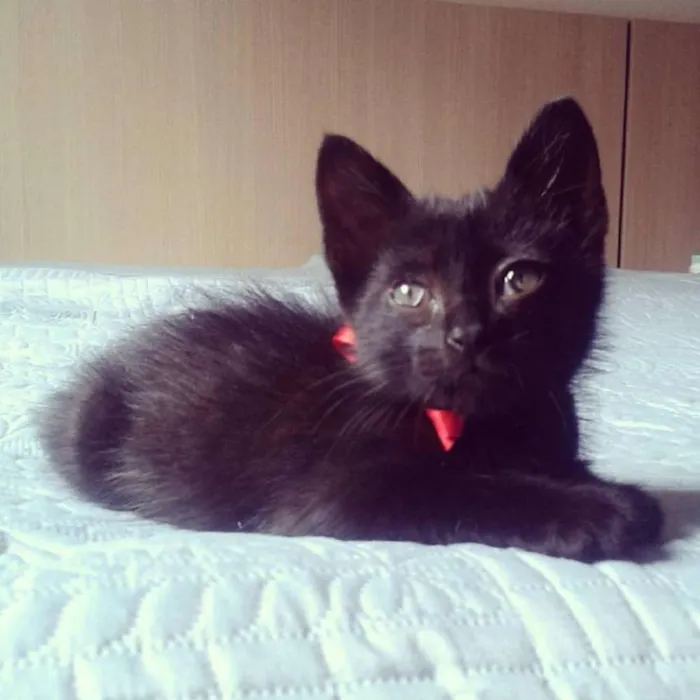 Gato ra a Vira Lata idade Abaixo de 2 meses nome ME ADOTE