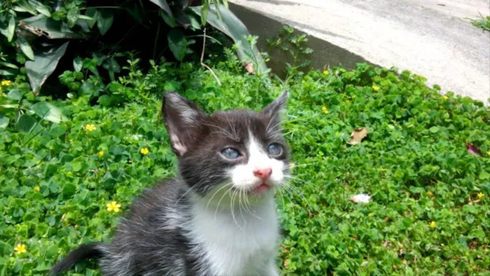 Gato ra a  idade Abaixo de 2 meses nome Frajô, Luz, Luena.