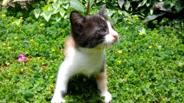 Gato ra a  idade Abaixo de 2 meses nome Frajô, Luz, Luena.