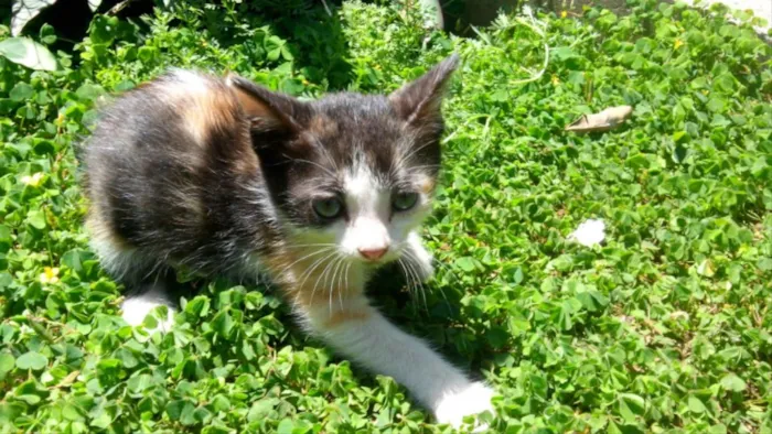 Gato ra a  idade Abaixo de 2 meses nome Frajô, Luz, Luena.