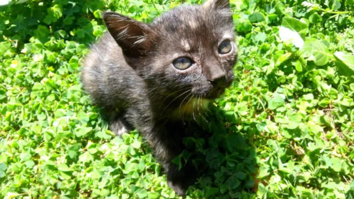 Gato ra a  idade Abaixo de 2 meses nome Frajô, Luz, Luena.