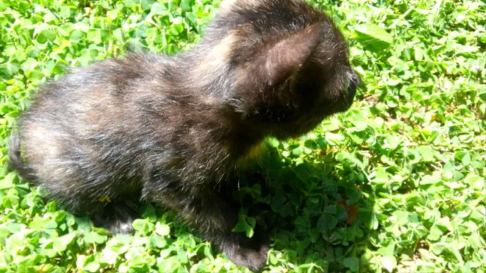 Gato ra a  idade Abaixo de 2 meses nome Frajô, Luz, Luena.