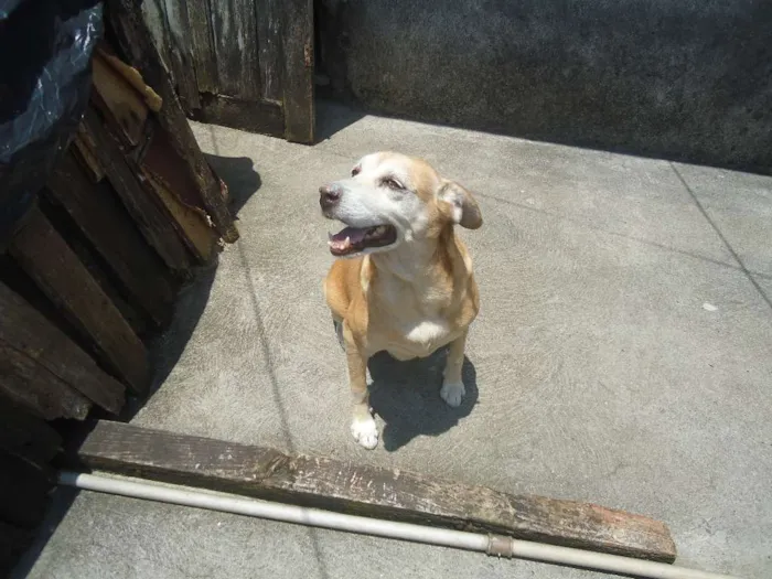 Cachorro ra a SRD idade 6 ou mais anos nome Nina