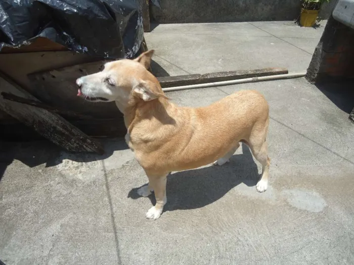 Cachorro ra a SRD idade 6 ou mais anos nome Nina