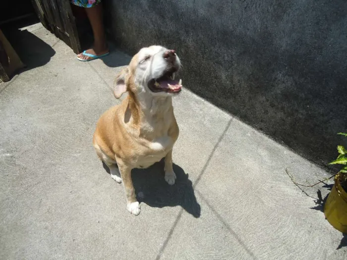 Cachorro ra a SRD idade 6 ou mais anos nome Nina