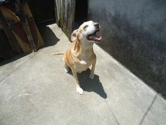 Cachorro ra a SRD idade 6 ou mais anos nome Nina