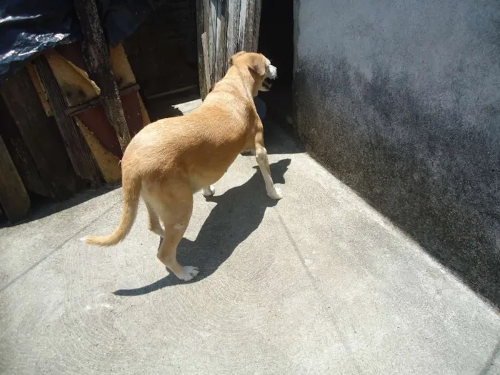 Cachorro ra a SRD idade 6 ou mais anos nome Nina