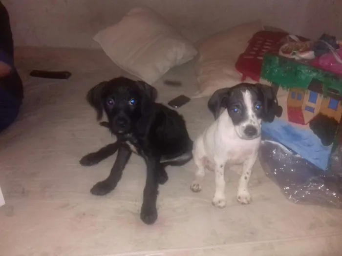 Cachorro ra a Não sei idade 2 a 6 meses nome Não tem 