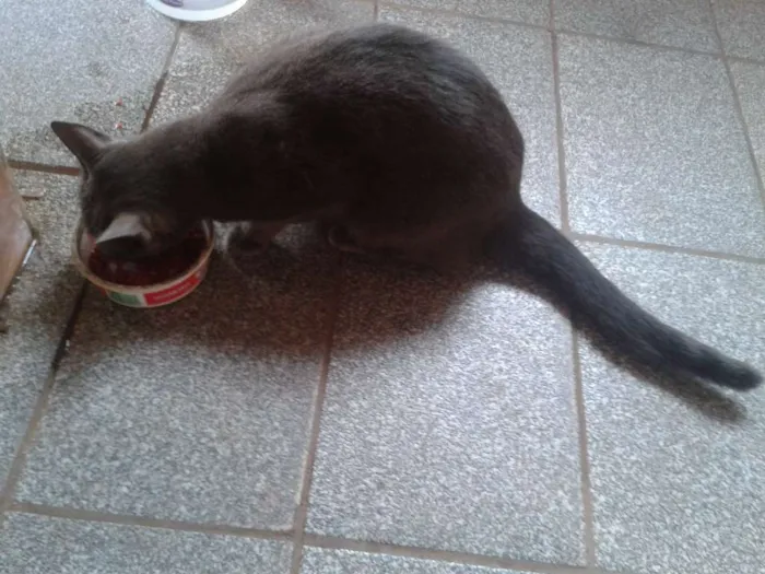 Gato ra a Não especificado idade 5 anos nome Mingau e Pucca