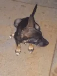 Fofinha