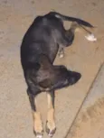 Fofinha