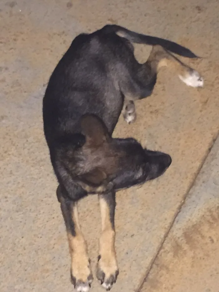 Cachorro ra a  idade Abaixo de 2 meses nome Fofinha