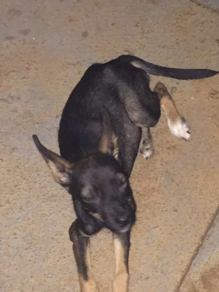 Cachorro ra a  idade Abaixo de 2 meses nome Fofinha