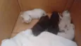 Gatinhos filhotes