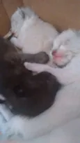 Gatinhos filhotes