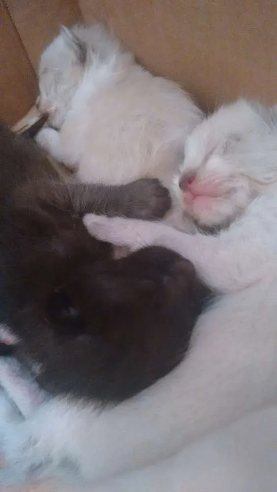 Gato ra a Srd idade Abaixo de 2 meses nome Gatinhos filhotes