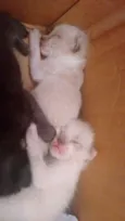 Gatinhos filhotes