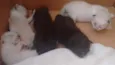 Gatinhos filhotes