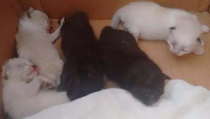 Gato ra a Srd idade Abaixo de 2 meses nome Gatinhos filhotes