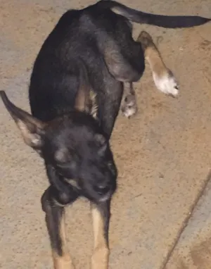 Cachorro raça  idade Abaixo de 2 meses nome Fofinha