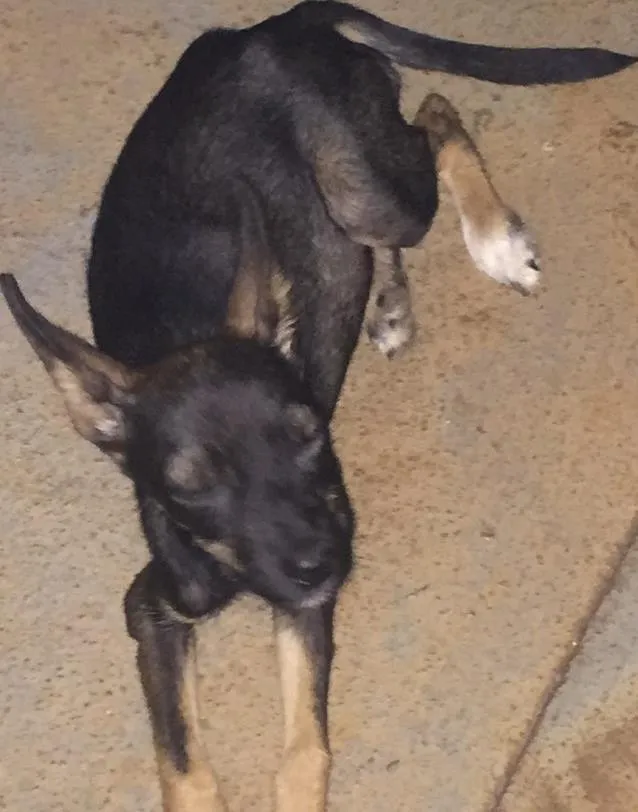 Cachorro ra a  idade Abaixo de 2 meses nome Fofinha
