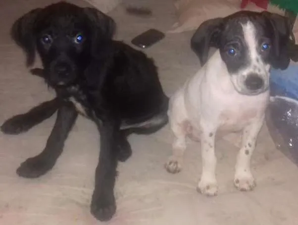 Cachorro ra a Não sei idade 2 a 6 meses nome Não tem 