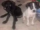 Cachorro raça Não sei idade 2 a 6 meses nome Não tem 