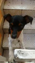 Peteleco