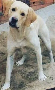 Cachorro raça Labrador com waimeraner idade 2 anos nome Simba
