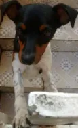 Peteleco