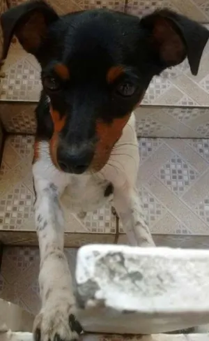 Cachorro raça Vira Lata idade 7 a 11 meses nome Peteleco