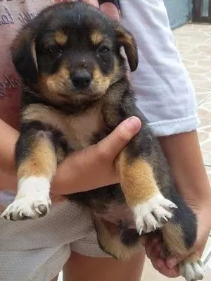 Cachorro raça Indefinida idade Abaixo de 2 meses nome Preta e dudu