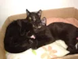 Boris, Lupita, Cleo