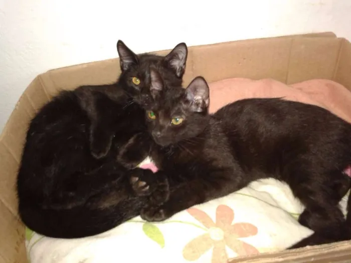 Gato ra a SRD idade 2 a 6 meses nome Boris, Lupita, Cleo
