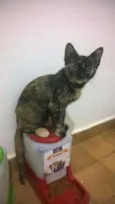 Boris, Lupita, Cleo