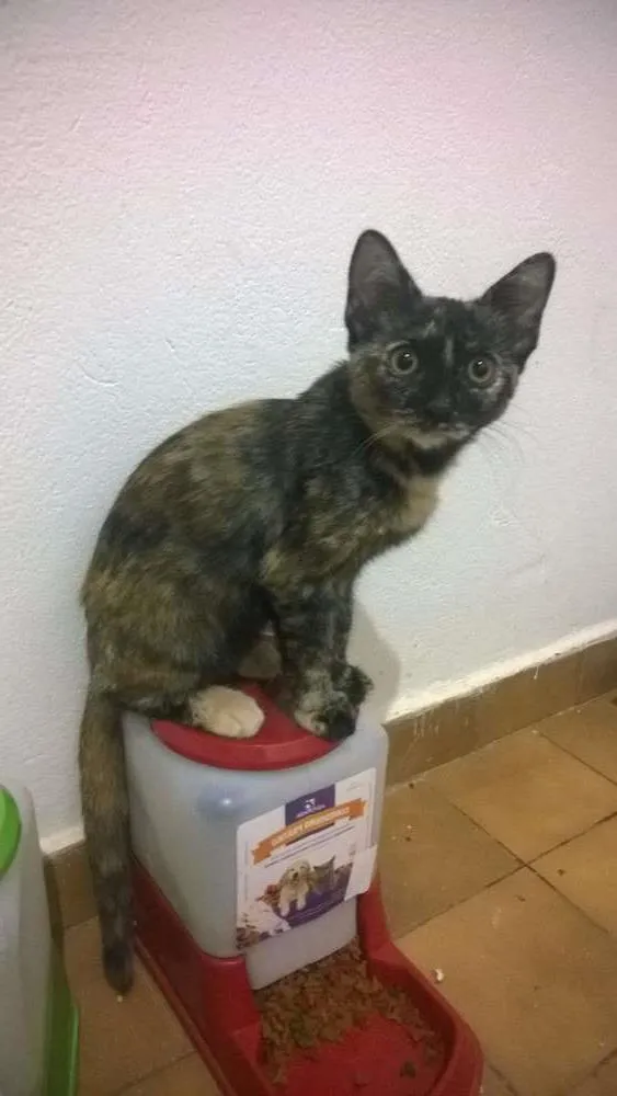 Gato ra a SRD idade 2 a 6 meses nome Boris, Lupita, Cleo