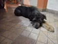 Joana
