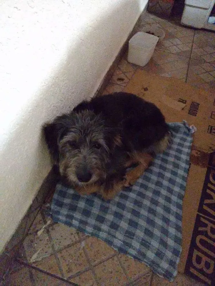 Cachorro ra a SRD idade 2 anos nome Joana