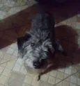 Joana