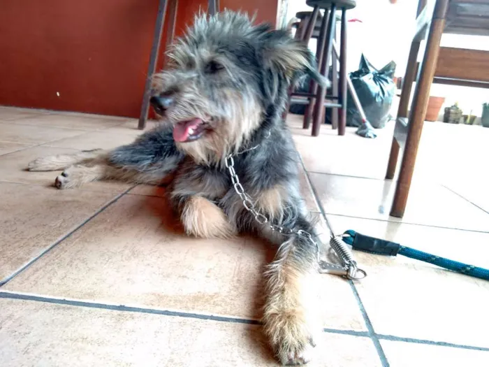 Cachorro ra a SRD idade 2 anos nome Joana