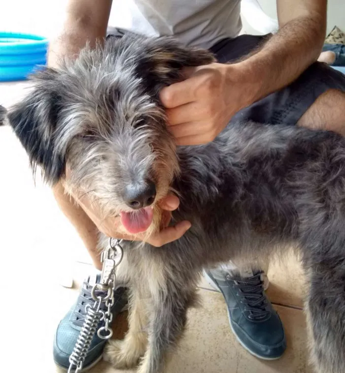 Cachorro ra a SRD idade 2 anos nome Joana