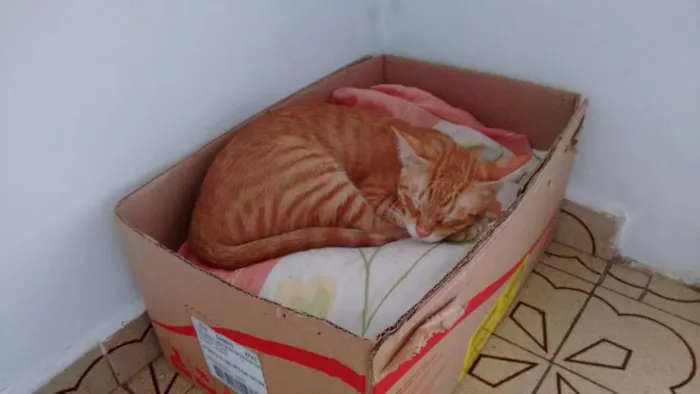 Gato ra a SRD idade 2 a 6 meses nome Boris, Lupita, Cleo